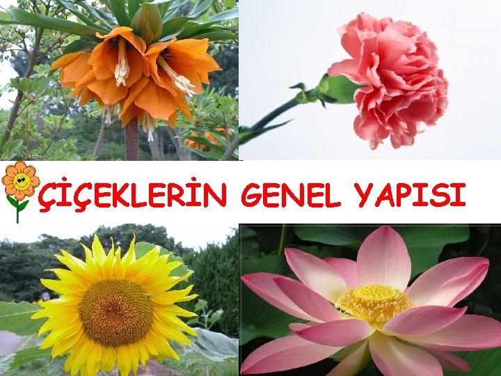 ÇİÇEKLERİN GENEL YAPISI 