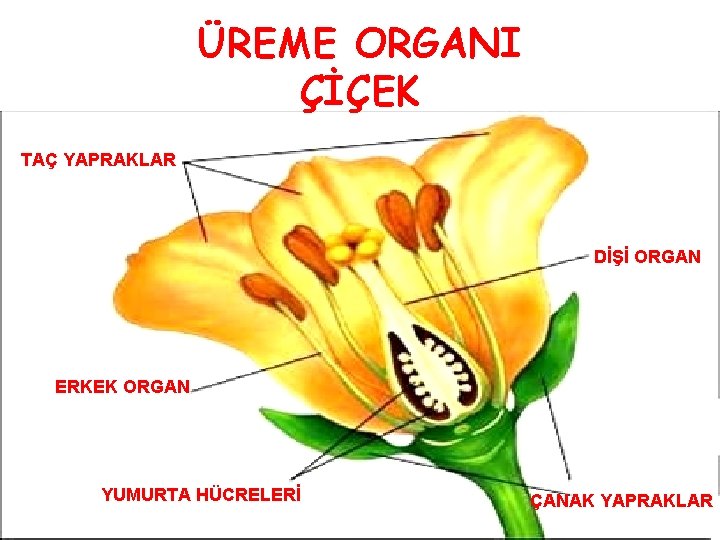 ÜREME ORGANI ÇİÇEK TAÇ YAPRAKLAR DİŞİ ORGAN ERKEK ORGAN YUMURTA HÜCRELERİ ÇANAK YAPRAKLAR 