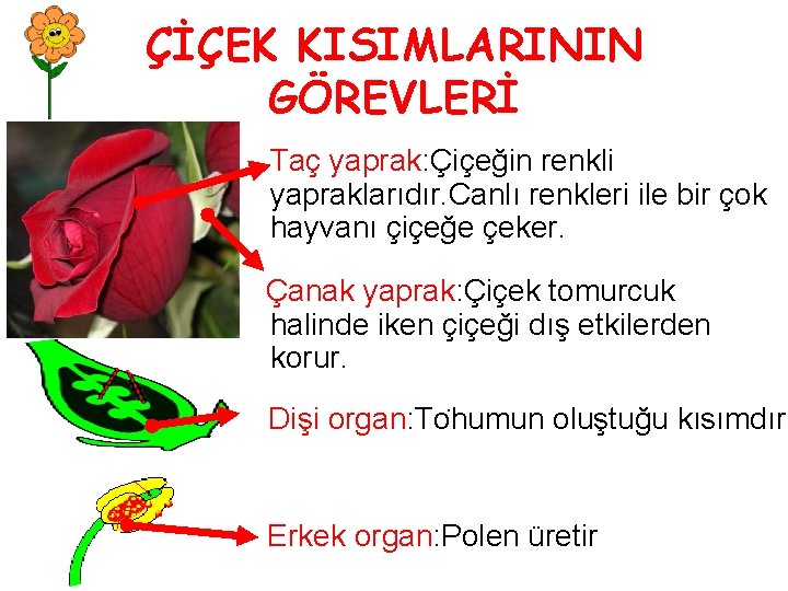 ÇİÇEK KISIMLARININ GÖREVLERİ Taç yaprak: Çiçeğin renkli yapraklarıdır. Canlı renkleri ile bir çok hayvanı
