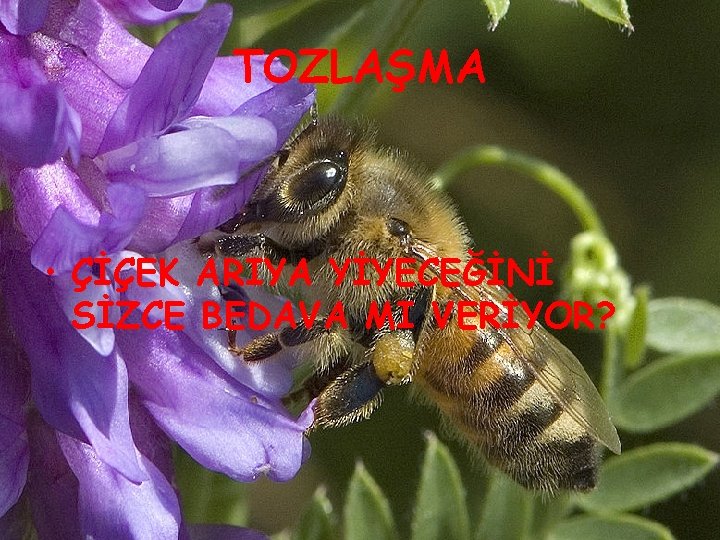 TOZLAŞMA • ÇİÇEK ARIYA YİYECEĞİNİ SİZCE BEDAVA MI VERİYOR? 