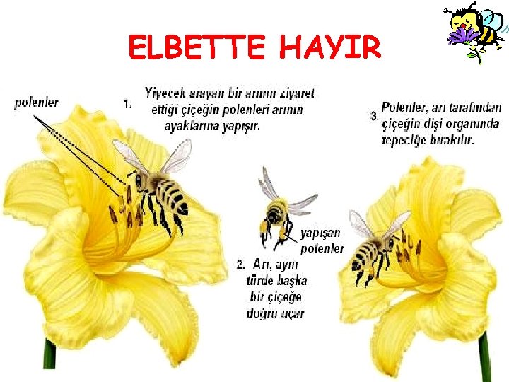 ELBETTE HAYIR 