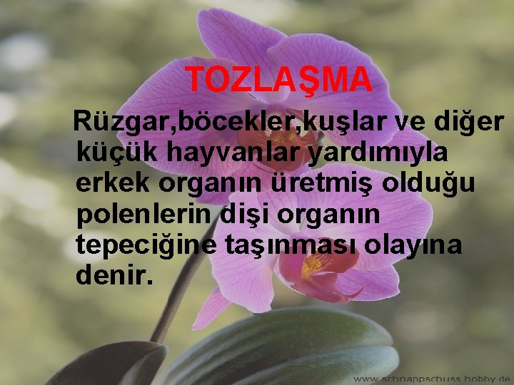 TOZLAŞMA Rüzgar, böcekler, kuşlar ve diğer küçük hayvanlar yardımıyla erkek organın üretmiş olduğu polenlerin