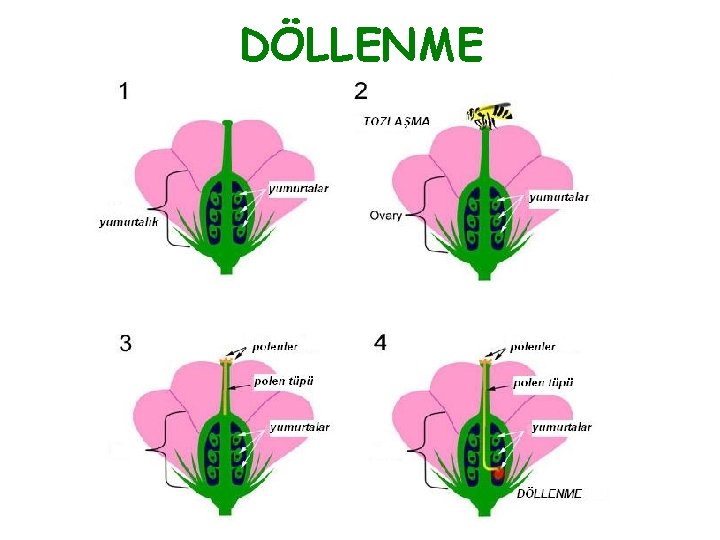 DÖLLENME 