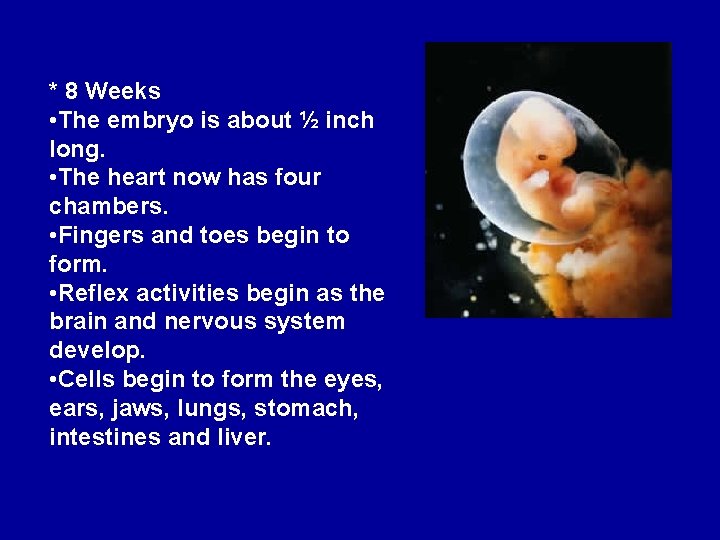 * 8 Weeks • The embryo is about ½ inch long. • The heart