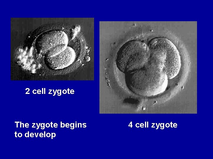 2 cell zygote The zygote begins to develop 4 cell zygote 