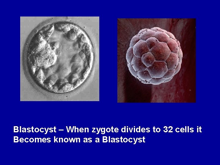Blastocyst – When zygote divides to 32 cells it Becomes known as a Blastocyst