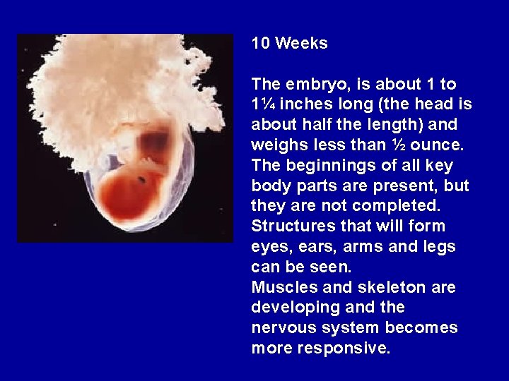 10 Weeks The embryo, is about 1 to 1¼ inches long (the head is