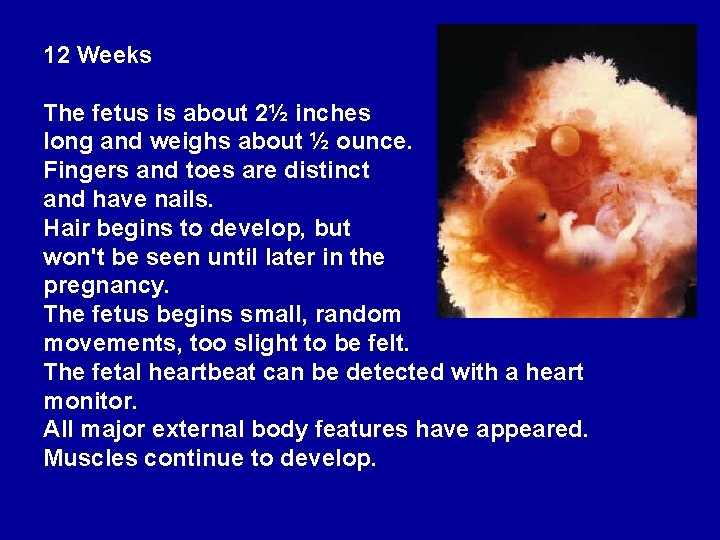 12 Weeks The fetus is about 2½ inches long and weighs about ½ ounce.