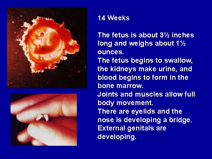 14 Weeks The fetus is about 3½ inches long and weighs about 1½ ounces.