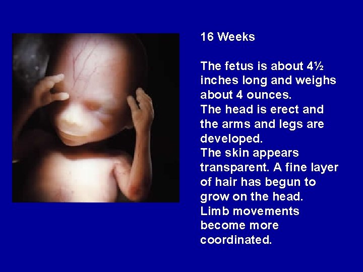 16 Weeks The fetus is about 4½ inches long and weighs about 4 ounces.