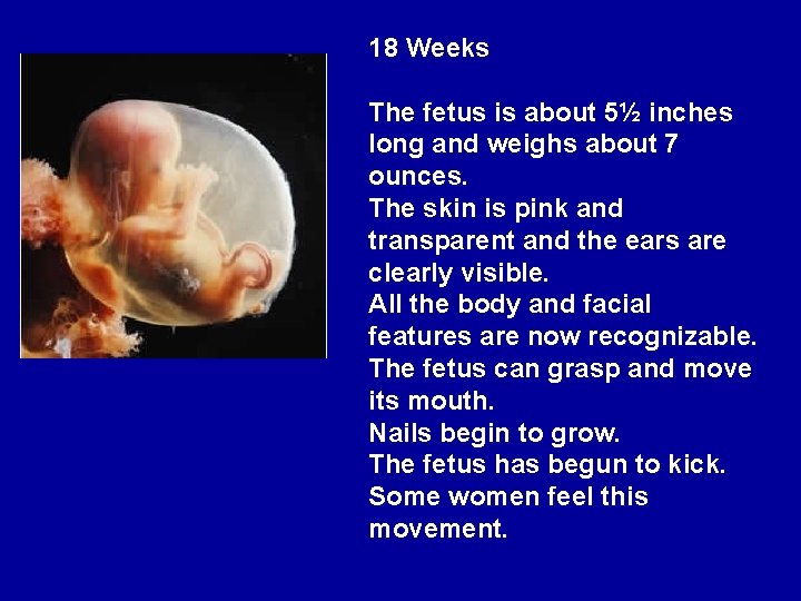 18 Weeks The fetus is about 5½ inches long and weighs about 7 ounces.