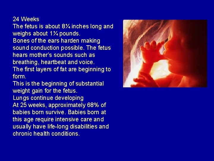 24 Weeks The fetus is about 8¼ inches long and weighs about 1¼ pounds.