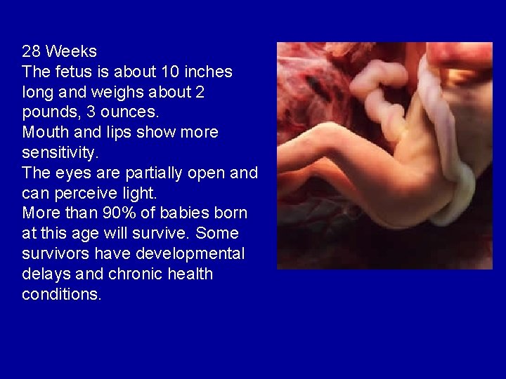 28 Weeks The fetus is about 10 inches long and weighs about 2 pounds,
