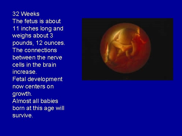 32 Weeks The fetus is about 11 inches long and weighs about 3 pounds,
