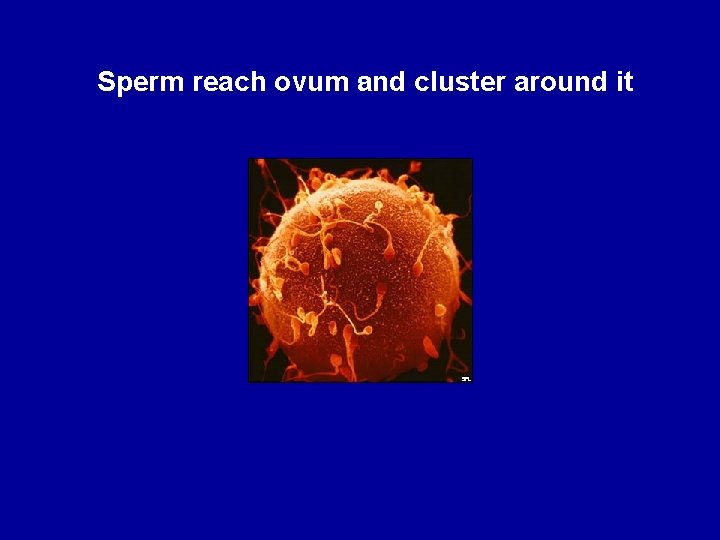 Sperm reach ovum. and cluster around it 