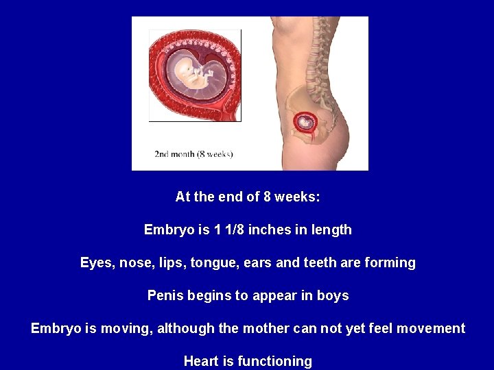 At the end of 8 weeks: Embryo is 1 1/8 inches in length Eyes,