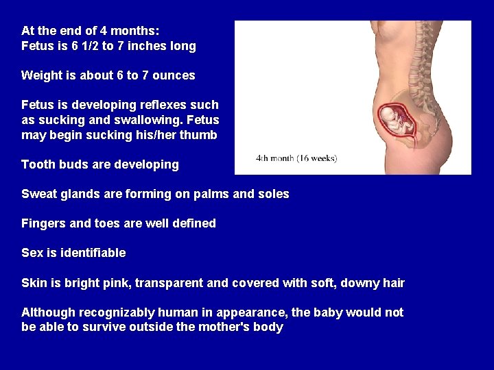 At the end of 4 months: Fetus is 6 1/2 to 7 inches long