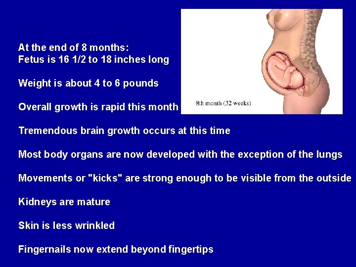 At the end of 8 months: Fetus is 16 1/2 to 18 inches long