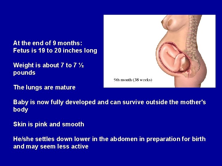 At the end of 9 months: Fetus is 19 to 20 inches long Weight