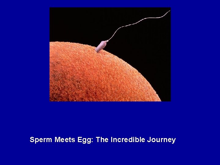 Sperm Meets Egg: The Incredible Journey 