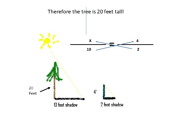 Therefore the tree is 20 feet tall! X 10 20 Feet = 4 2