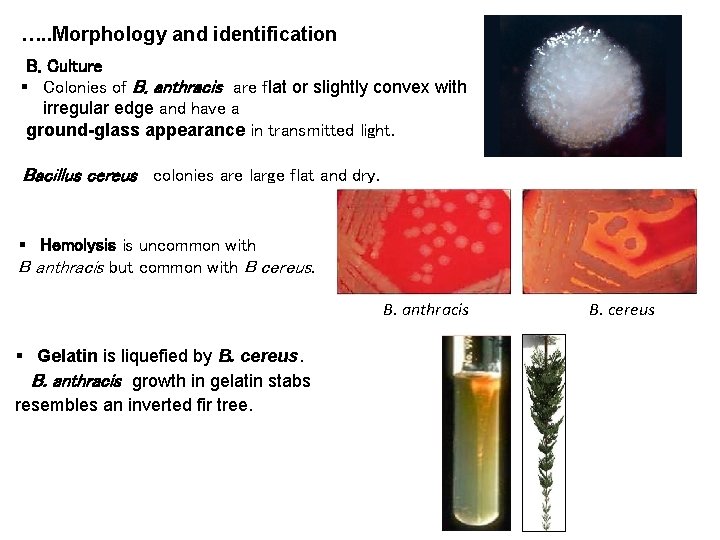 …. . Morphology and identification B. Culture Colonies of B. anthracis are flat or