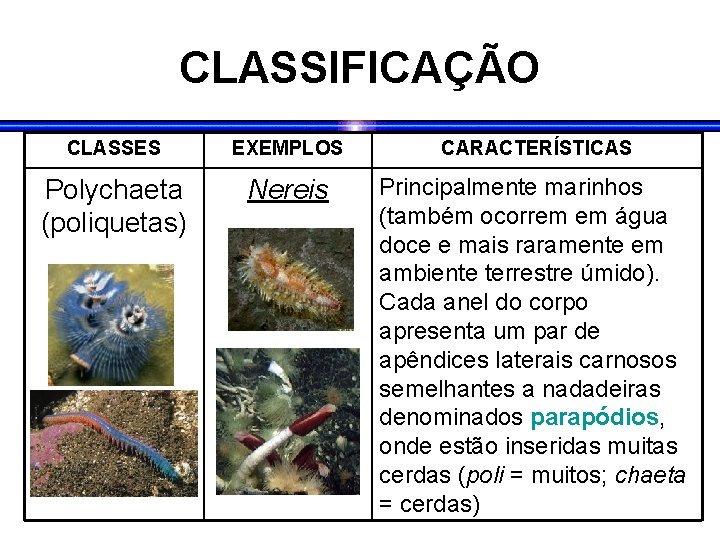 CLASSIFICAÇÃO CLASSES EXEMPLOS CARACTERÍSTICAS Polychaeta (poliquetas) Nereis Principalmente marinhos (também ocorrem em água doce