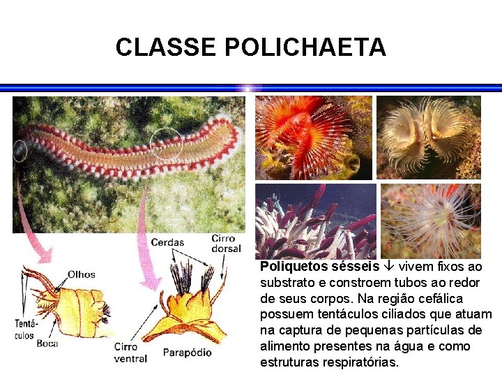 CLASSE POLICHAETA Poliquetos sésseis vivem fixos ao substrato e constroem tubos ao redor de