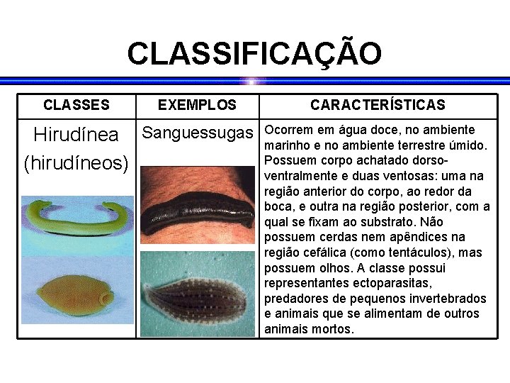 CLASSIFICAÇÃO CLASSES EXEMPLOS Hirudínea Sanguessugas (hirudíneos) CARACTERÍSTICAS Ocorrem em água doce, no ambiente marinho