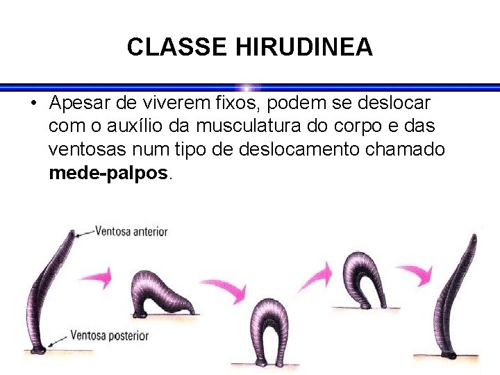 CLASSE HIRUDINEA • Apesar de viverem fixos, podem se deslocar com o auxílio da