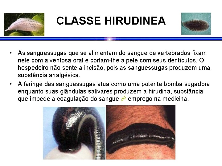 CLASSE HIRUDINEA • As sanguessugas que se alimentam do sangue de vertebrados fixam nele