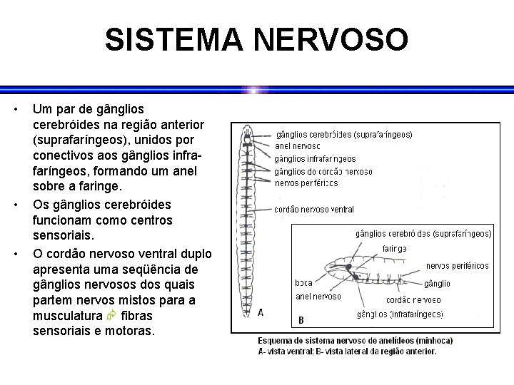 SISTEMA NERVOSO • • • Um par de gânglios cerebróides na região anterior (suprafaríngeos),