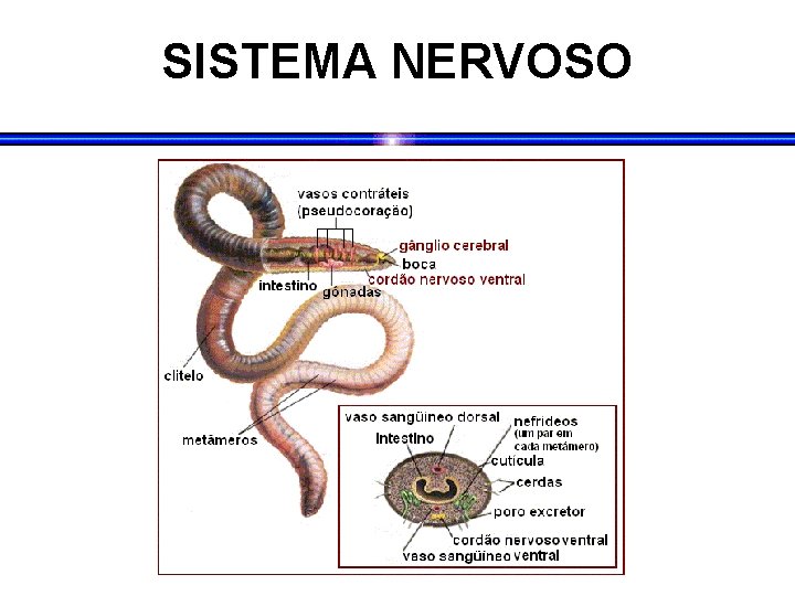 SISTEMA NERVOSO 