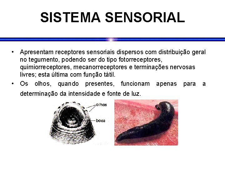 SISTEMA SENSORIAL • Apresentam receptores sensoriais dispersos com distribuição geral no tegumento, podendo ser