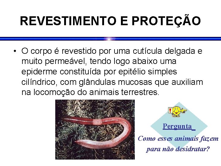 REVESTIMENTO E PROTEÇÃO • O corpo é revestido por uma cutícula delgada e muito