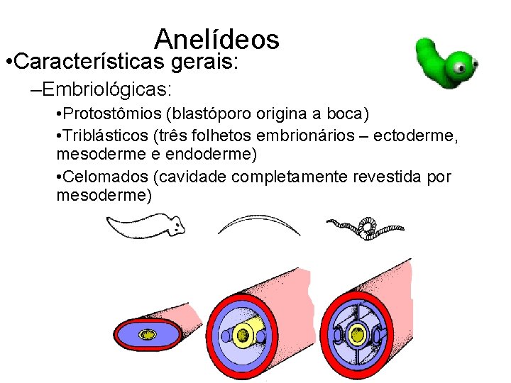 Anelídeos • Características gerais: –Embriológicas: • Protostômios (blastóporo origina a boca) • Triblásticos (três