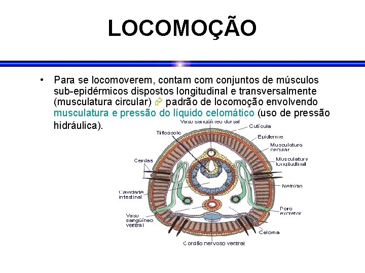 LOCOMOÇÃO • Para se locomoverem, contam conjuntos de músculos sub-epidérmicos dispostos longitudinal e transversalmente