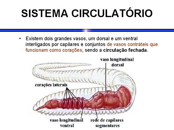 SISTEMA CIRCULATÓRIO • Existem dois grandes vasos, um dorsal e um ventral interligados por