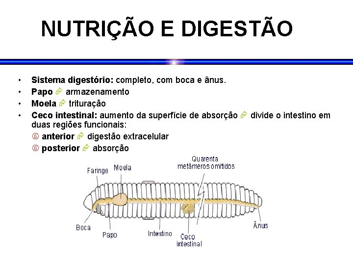NUTRIÇÃO E DIGESTÃO • • Sistema digestório: completo, com boca e ânus. Papo armazenamento