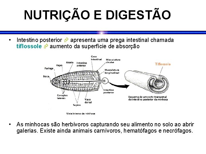 NUTRIÇÃO E DIGESTÃO • Intestino posterior apresenta uma prega intestinal chamada tiflossole aumento da