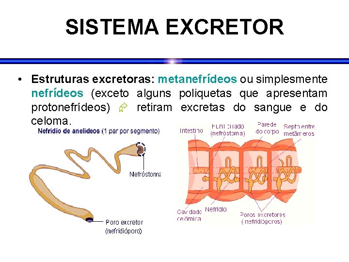 SISTEMA EXCRETOR • Estruturas excretoras: metanefrídeos ou simplesmente nefrídeos (exceto alguns poliquetas que apresentam