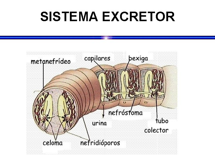 SISTEMA EXCRETOR 