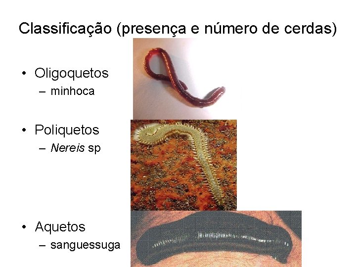 Classificação (presença e número de cerdas) • Oligoquetos – minhoca • Poliquetos – Nereis