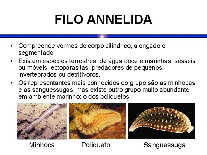 FILO ANNELIDA • Compreende vermes de corpo cilíndrico, alongado e segmentado. • Existem espécies