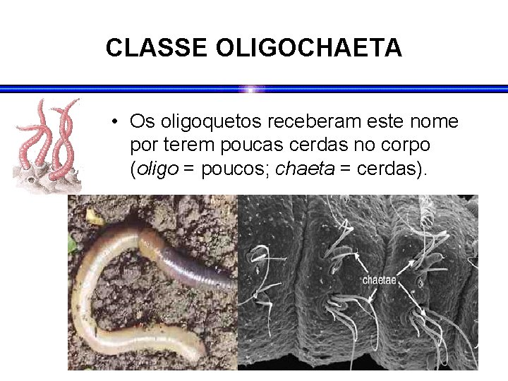 CLASSE OLIGOCHAETA • Os oligoquetos receberam este nome por terem poucas cerdas no corpo