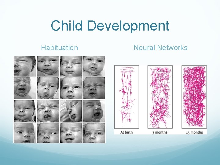 Child Development Habituation Neural Networks 