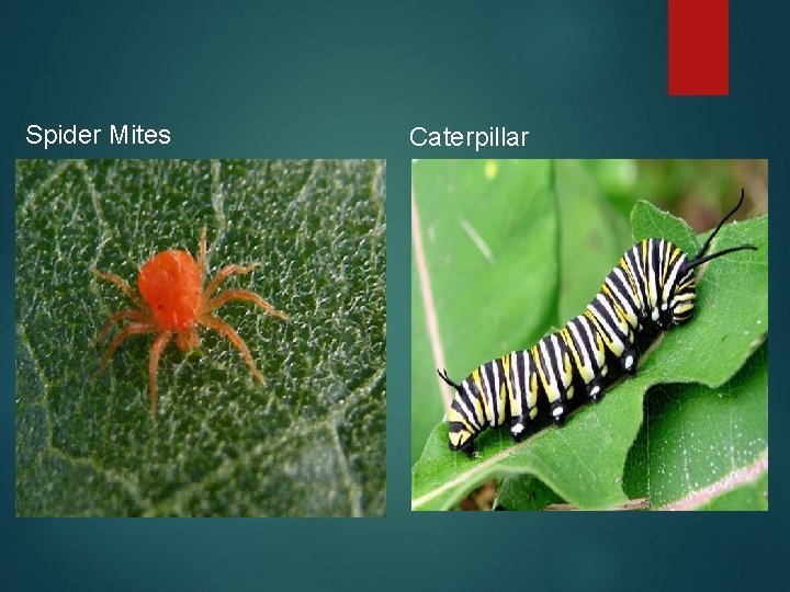 Spider Mites Caterpillar 