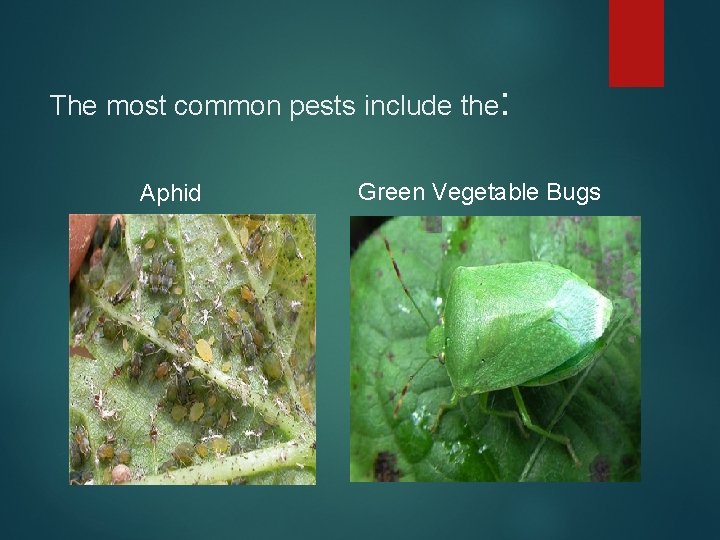 The most common pests include the: Aphid Green Vegetable Bugs 