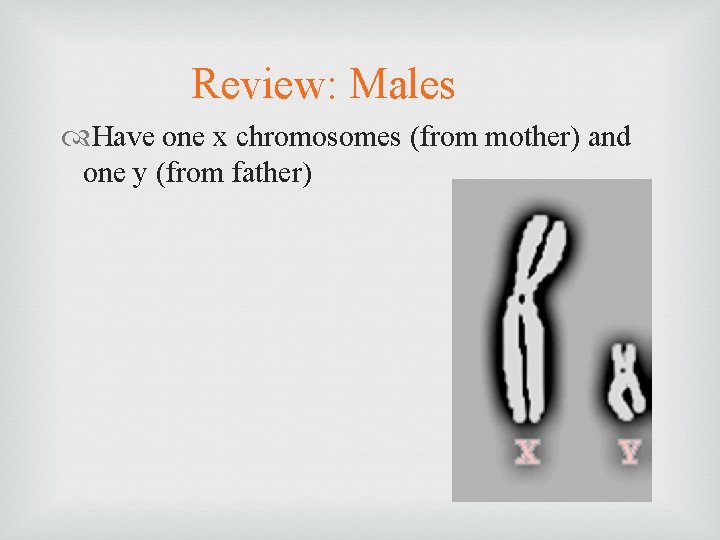 Review: Males Have one x chromosomes (from mother) and one y (from father) 