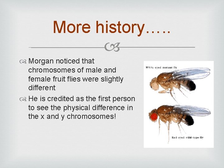 More history…. . Morgan noticed that chromosomes of male and female fruit flies were
